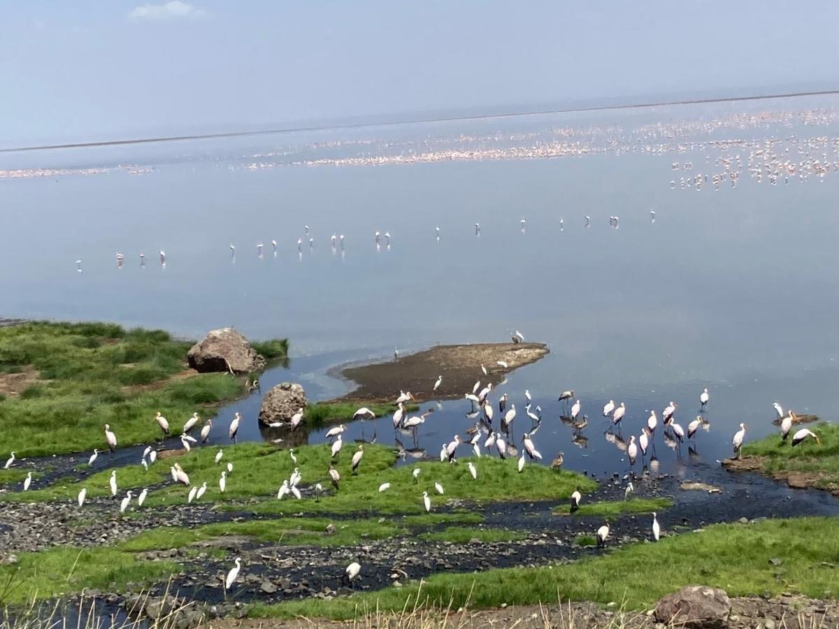 Lake Natron Maasai Guesthouse Mtowabaga Extérieur photo